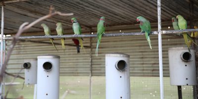 Nest boxes in avairy for parrots-slider