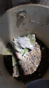 Baby birds in nest box