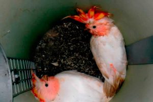 Baby major mitchells born in pvc nest box