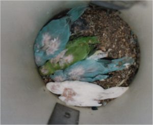 baby parrots in pvc nest box