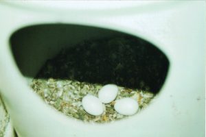 eggs in pvc nest box