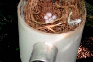 Inside nest box with eggs