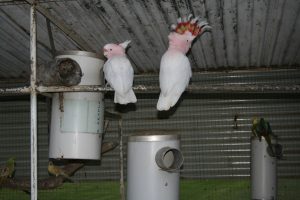 PVC Nest Boxes in avairy major mitchells