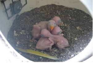 ring neck babies born in nest box