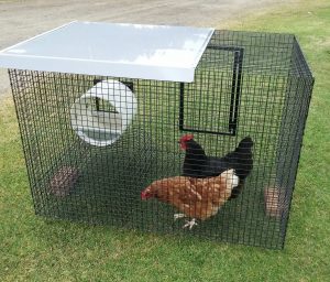 Chicken cage with chickens