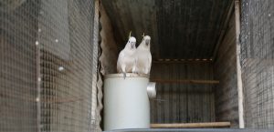 Cockatos sitting on nest box
