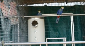 blue rosellas near pvc nest box
