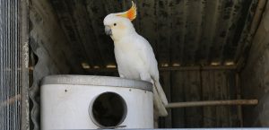 close up of pvc nest box and white cockatoo
