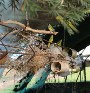 finches near pvc nest box