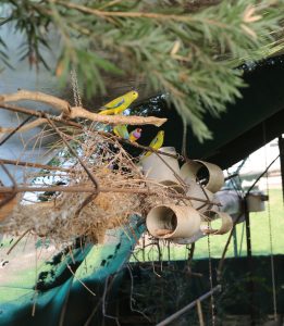 finches with pvc nest box