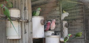 galah major and alexandrines on pvc nest boxes