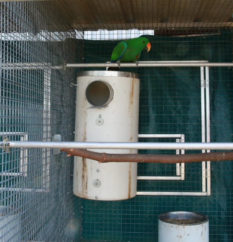 Green parrot sitting on top of pvc nest box