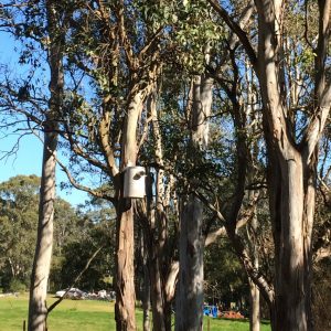 medium pvc nest box in tree