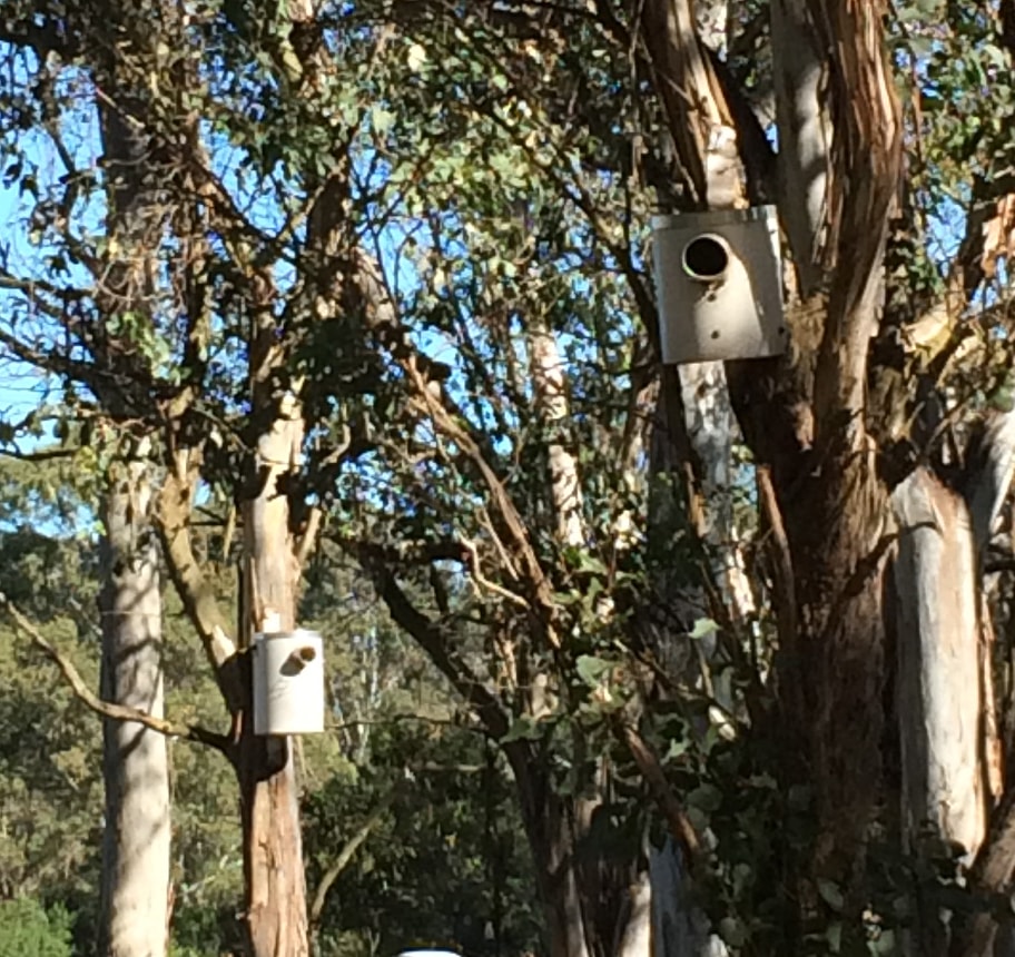 pvc nest boxes in trees