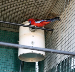 Red Rosella next to pvc nest box