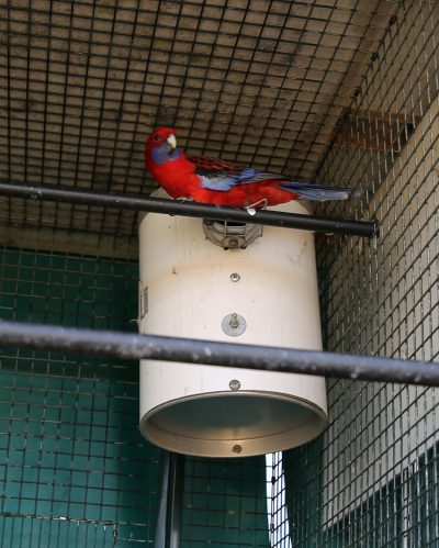 Red Rosella next to pvc nest box face on