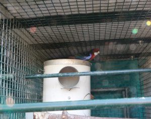 Red Rosella on top of nest box