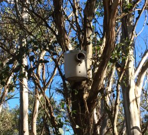 Small pvc nest box high up in tree