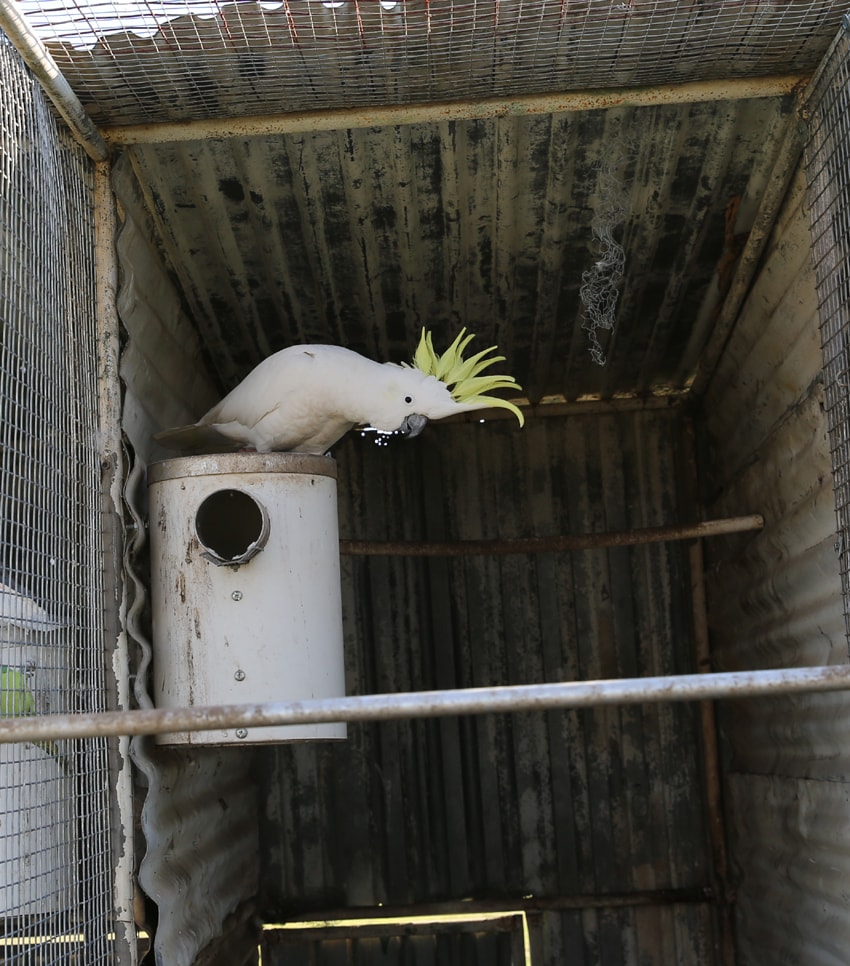 white cockatoo on pvc nest box