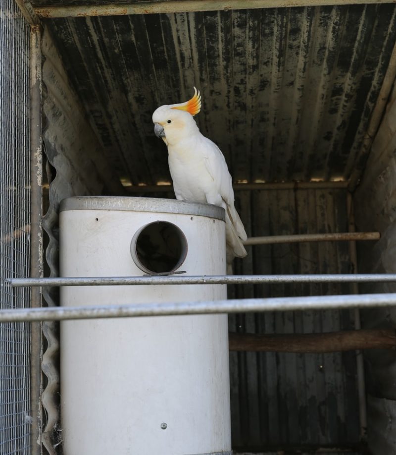 white cockatoo side on pvc nest box