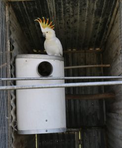 white cockatoo with crest up on pvc nest box
