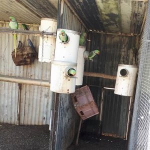 Parrots in PVC nest boxes